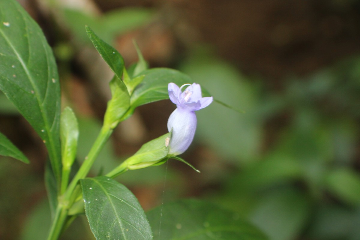 Strobilanthes adenophora Nees